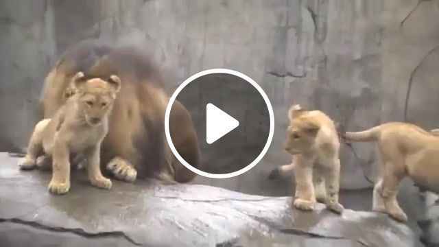 Lion cubs meet their dad, flood, join, omfg, omg, wtf, liondigital, playing, oregon zoo, serengeti, cubs, lion, animals pets. #0