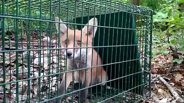 Little fox, scared before letting him go, animals pets.