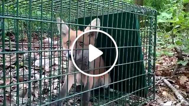 Little fox, scared before letting him go, animals pets. #1