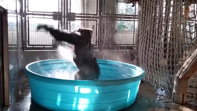 Maniac gorilla, flashdance, maniac, breakdancing gorilla, pool, gorilla, animal, texas, dallas, dallas zoo, animals pets.