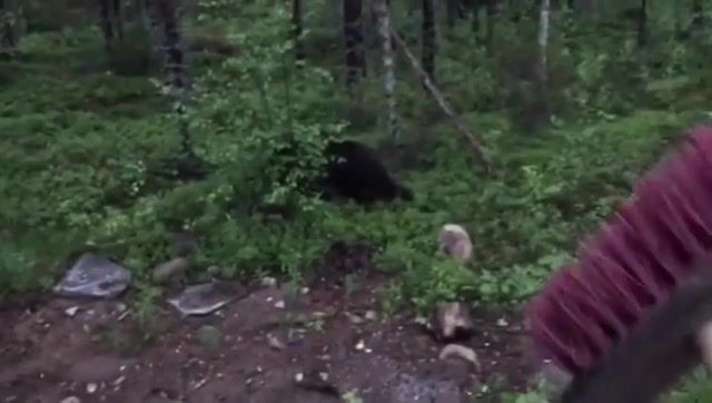 My typical day in the woods, Finland, Bear, Perkele, Mop, Day, Animals Pets