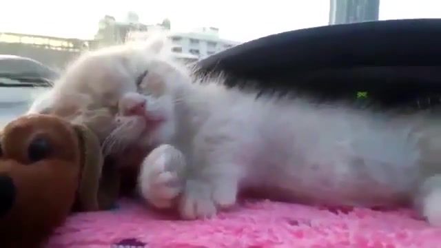 Only cats sleep they can all, Sleep, Kitten Sleeping In The Car, Sleeping, Kitten, Animals Pets