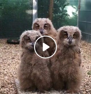 Owls on high
