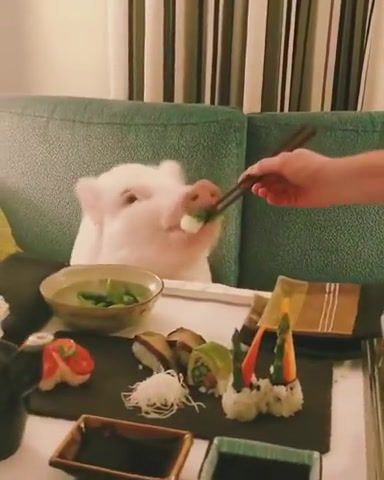 Really Hungry. Sushi. Sashimi. Asian Food. Rice. Fish. Pork. Pig. Piggy. Hungry. Funny. Pinky. Food. Foodie. Gastronomic. Pets. Animals. Animals Pets.