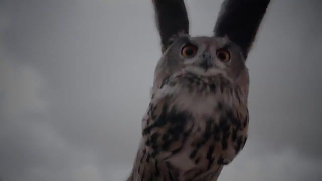 Siberian owl, owl feathers, owl animal, owl flying, flight, owl, documentary bbc, wings, animals, birds of prey, bird feathers, documentary, animals pets.