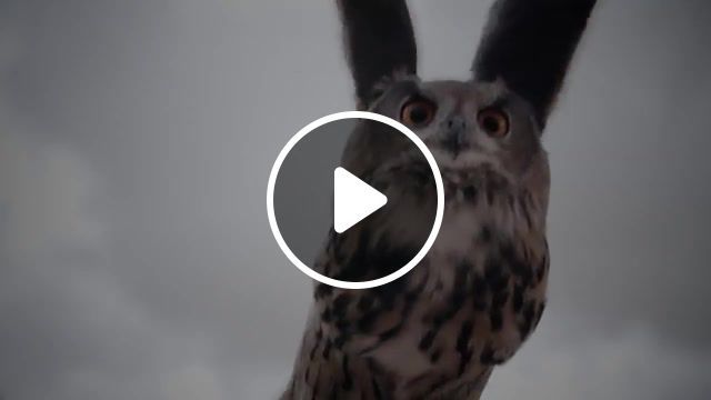 Siberian owl, owl feathers, owl animal, owl flying, flight, owl, documentary bbc, wings, animals, birds of prey, bird feathers, documentary, animals pets. #0