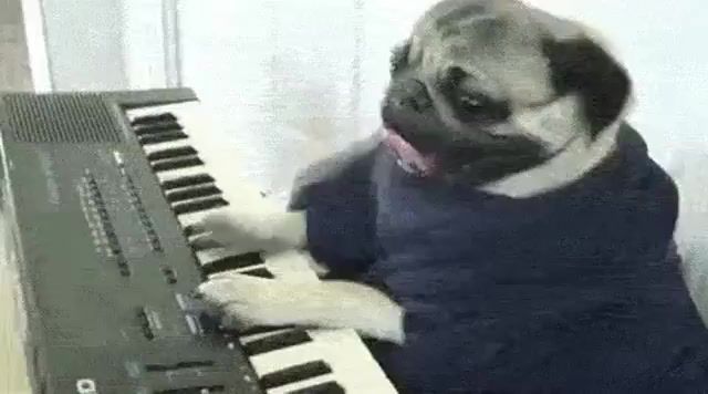 Snoop dog, doggo, snoop, piano, music, animals pets.