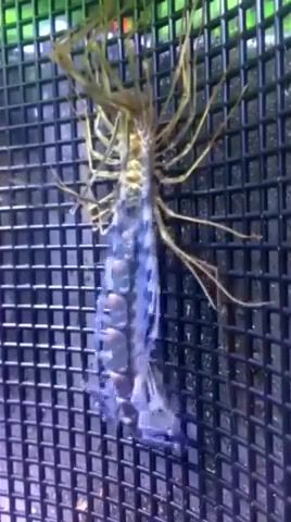 Something very strange, centipede, insect, exuviation, animals pets.