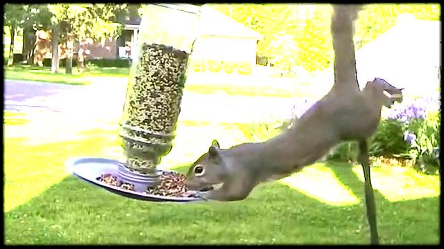 Squirrel Impossible. Mission Impossible. Squirrel. Animals Pets.