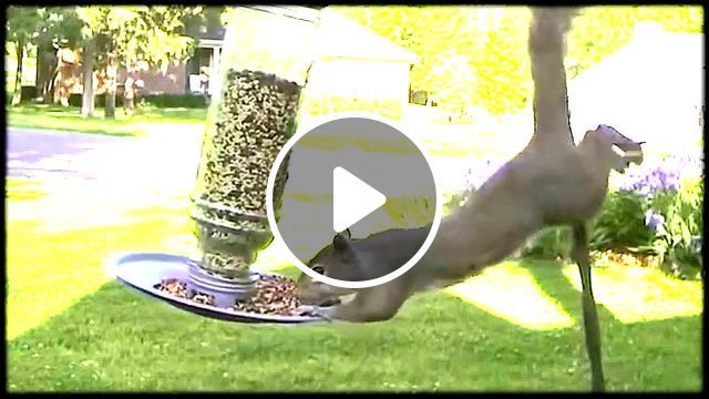 Squirrel impossible, mission impossible, squirrel, animals pets. #0