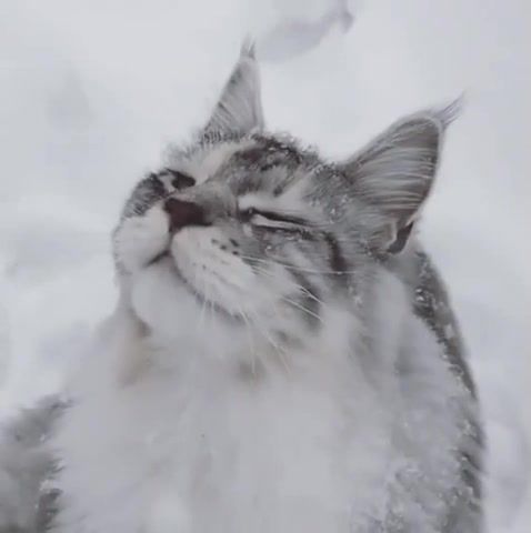 Waiting for the winter, cat, winter is coming, slow motion, animals pets.