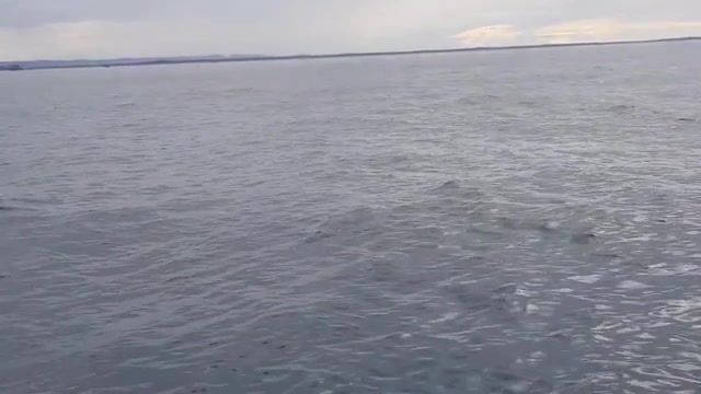 Whale jumps out of nowhere during sight seeing tour, animals pets.