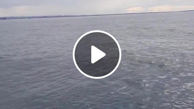 Whale jumps out of nowhere during sight seeing tour, animals pets. #0