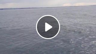 Whale jumps out of nowhere during sight seeing tour