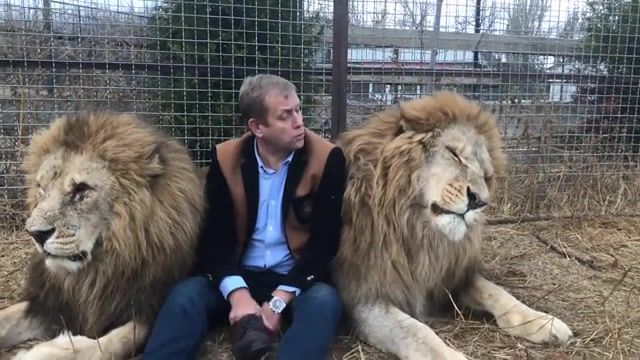 WOW. Taigan. Oleg Zubkov. Crimea. Lions. Lions Park.