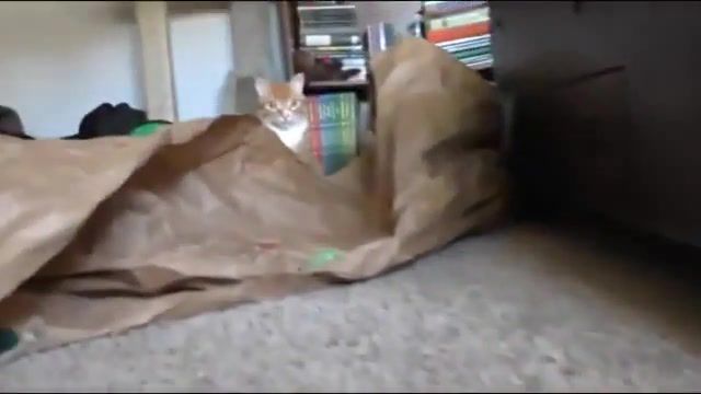 You seeing this shit - Video & GIFs | wtf,x files,cat,animals pets
