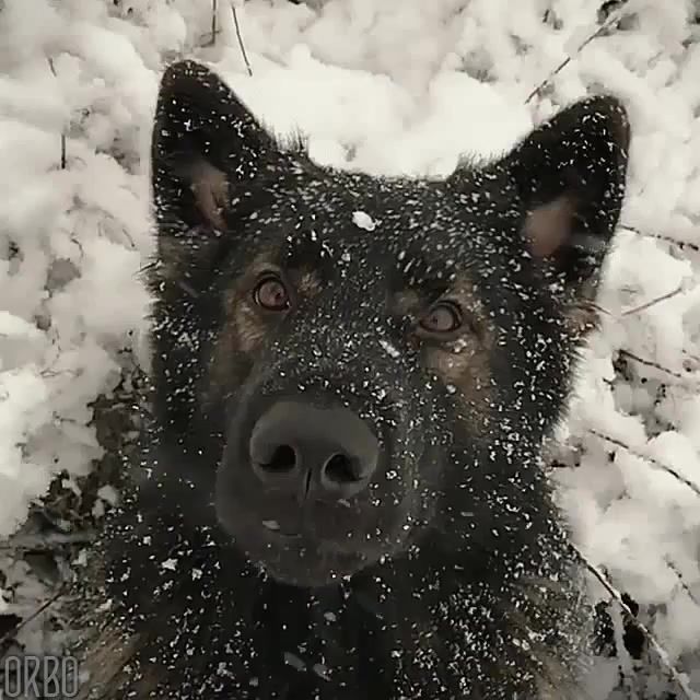 A moment in the snow, dog, dogs, animals, snow, weather, cinemagraph, cinemagraphs, eleprimer, live pictures.