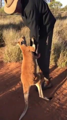 Baby kangaroo doesn't want his rescuer to leave him alone Credit ViralHog, Animals Pets