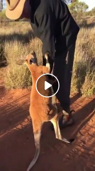 Baby kangaroo doesn't want his rescuer to leave him alone credit viralhog