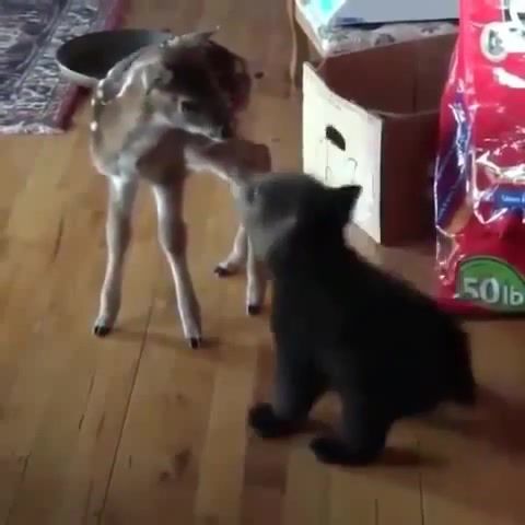 Bambi Meets Veenni Poh, Animals Pets