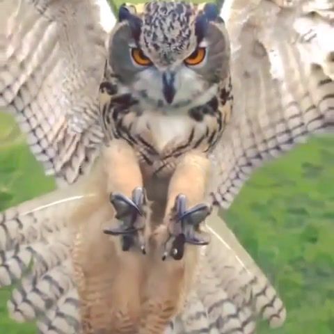 Bird rapace owl raptor, raptor, rapace, owl, bird, birds flying in slow motion, animals pets.