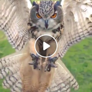 Bird Rapace Owl Raptor