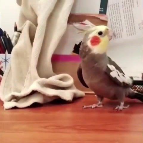 Bird sings a tune - Video & GIFs | meme,bird,tune,music,unexpected,unexpected jihad,explosion,loud,birds,birb,whistle,parrot,cockatiel,animals pets