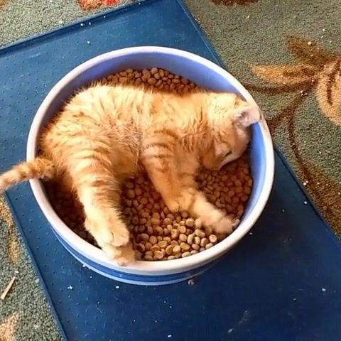 Bowl of WHISKAS, Happiness, Happy, Cat, Eat