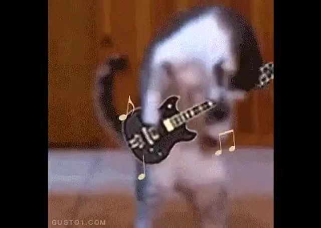 Cat and Guitar, Fun, Music, Song, Guitar, Cat, Animals Pets
