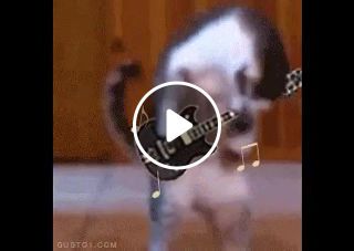 Cat and Guitar