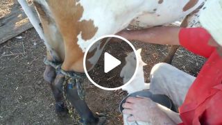 Cat drinking milk from cow