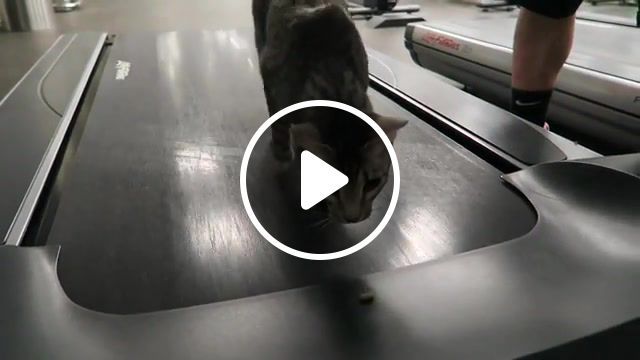 Cat on a treadmill, food, sport, funny, cute, animal, cat, treadmill, staying alive. #0