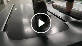Cat on a treadmill