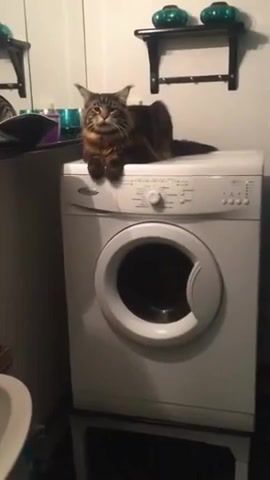 Cat on the washing machine, Cat, Nyau, Animals Pets