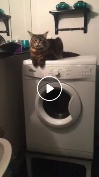 Cat on the washing machine