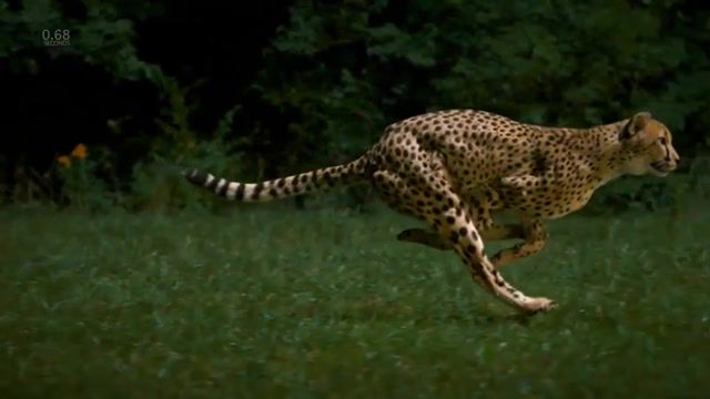 Cheetah running in slow mo, cheetah, fast, running, slo mo, slomo, slow motion, beauty, nature, science, cat, big cat, fastest, background music, sentimental, piano, strings, royalty free, pion, animals pets.