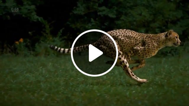 Cheetah running in slow mo, cheetah, fast, running, slo mo, slomo, slow motion, beauty, nature, science, cat, big cat, fastest, background music, sentimental, piano, strings, royalty free, pion, animals pets. #0