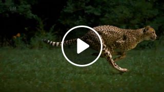 Cheetah Running In Slow Mo