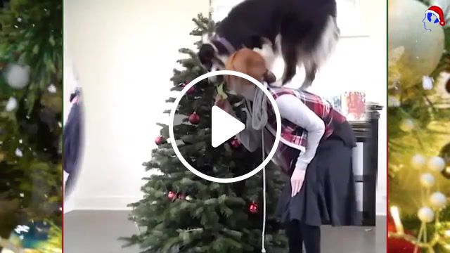 Christmas for all, christmas, dog, pets, christmas tree, animals pets. #1