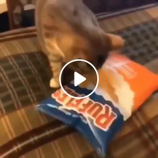 Cute lazy eyed cat wants chips