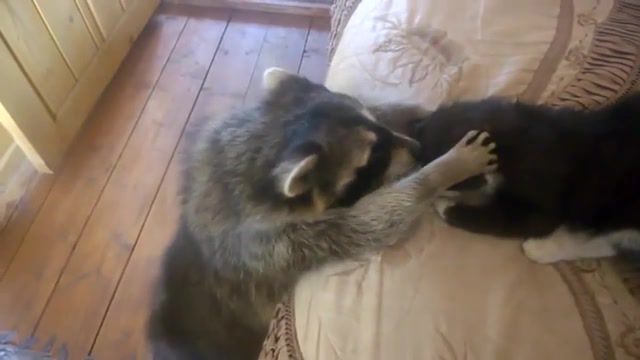 Even raccoons need a cat - Video & GIFs | cute,cat,raccoons,animals pets