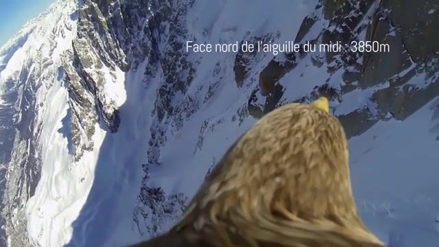 Flying eagle point of view, Flying Eagle Point Of View Mont Blank Chamonix White Tailed Eagle Bald Beauty Scenery Landscape, Viral Smosh, Srachi, Gopro Sony Action Cam Mini, Animals Pets