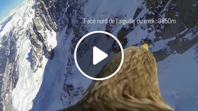 Flying eagle point of view, flying eagle point of view mont blank chamonix white tailed eagle bald beauty scenery landscape, viral smosh, srachi, gopro sony action cam mini, animals pets. #0