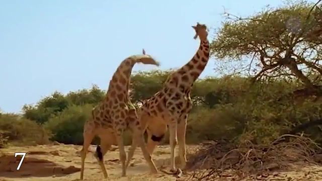 Giraffe vs giraffe, rompo, rompo angetenar, giraffe, animals pets.