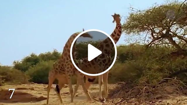 Giraffe vs giraffe, rompo, rompo angetenar, giraffe, animals pets. #0
