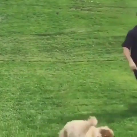 He tried running with his human, Try, Hard, Face, Punch, Dog, Animals Pets