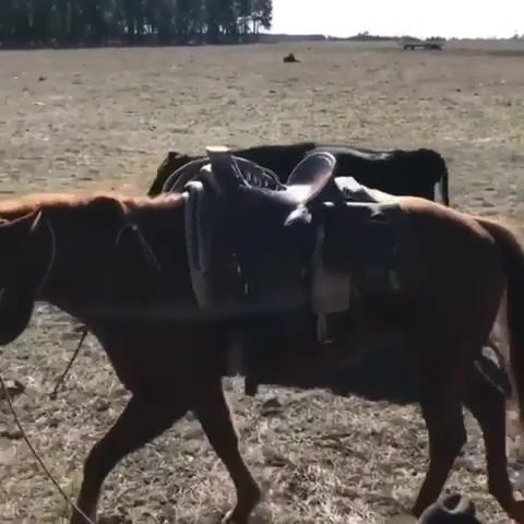 Horse protect cowboy - Video & GIFs | just works,cowboy,horse,protect,cow,calf,animals pets
