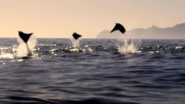 It believes it can fly, 8 Bit, I Believe I Can Fly, Ocean, Sea, Animal, Cute, Funny, Nature, Amazing, Jump, Leap, Leaping, Belly Flop, Mating Ritual, Mating, Rays, Mobula Rays, Nature Programme, Bbc Nature, Bbc Natural History, Bbc Shark, Shark, Bbc, Preview, Animals Pets
