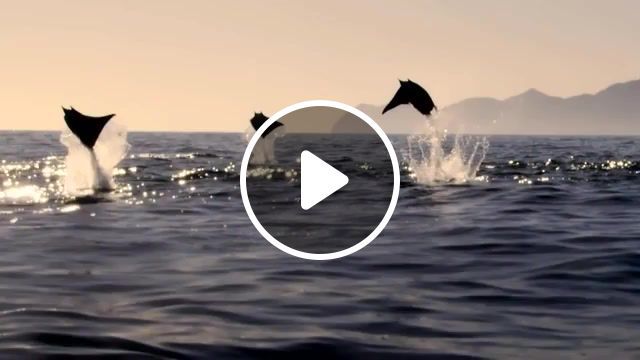 It believes it can fly, 8 bit, i believe i can fly, ocean, sea, animal, cute, funny, nature, amazing, jump, leap, leaping, belly flop, mating ritual, mating, rays, mobula rays, nature programme, bbc nature, bbc natural history, bbc shark, shark, bbc, preview, animals pets. #0