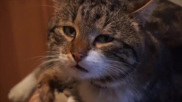 Lonely kitty - Video & GIFs | lonely day,system of a down,animals,sad,crying,cat,animals pets